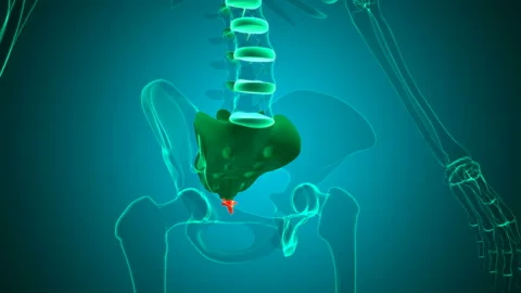 Human Skeleton Vertebral Column Coccyx or tail bone Anatomy Loopable 3D Illus Stock Footage 135537699