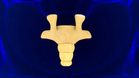 Human Skeleton Vertebral Column Coccyx or tail bone Anatomy Ilustración de archivo