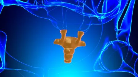 Human Skeleton Vertebral Column Coccyx or tail bone Anatomy Stock Illustration