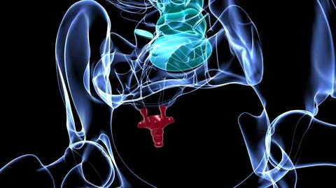 Human Skeleton Vertebral Column Coccyx or tail bone Anatomy Stock Illustration