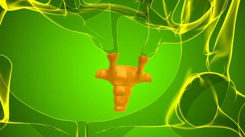 Human Skeleton Vertebral Column Coccyx or tail bone Anatomy 库存插图