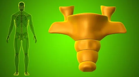 Human Skeleton Vertebral Column Coccyx or tail bone Anatomy 库存插图