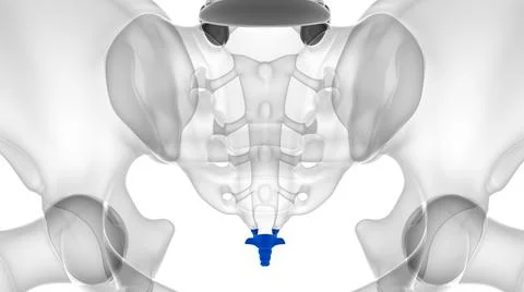 Human Skeleton Vertebral Column Coccyx or tail bone Anatomy Stock Illustration