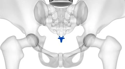 Human Skeleton Vertebral Column Coccyx or tail bone Anatomy Stockillustratie