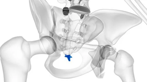 Human Skeleton Vertebral Column Coccyx or tail bone Anatomy 库存插图