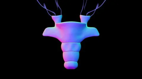 Human Skeleton Vertebral Column Coccyx or tail bone Anatomy Stock Illustration