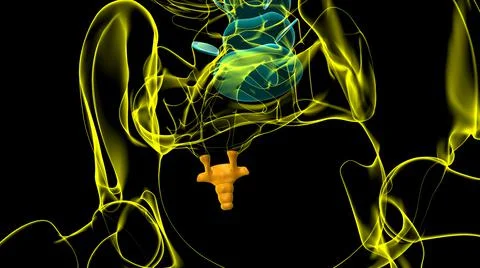 Human Skeleton Vertebral Column Coccyx or tail bone Anatomy Illustrazione stock