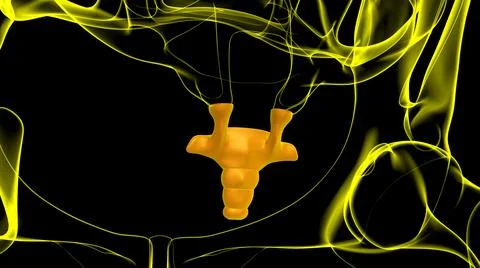 Human Skeleton Vertebral Column Coccyx or tail bone Anatomy 스톡 일러스트