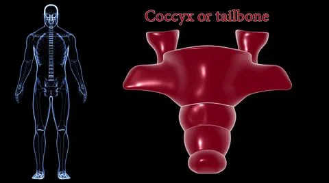 Human Skeleton Vertebral Column Coccyx or tail bone Anatomy 3D Ilustración de archivo