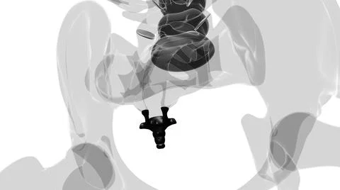 Human Skeleton Vertebral Column Coccyx or tail bone Anatomy 库存插图