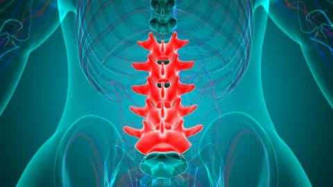 Human Skeleton Vertebral Column Lumbar Vertebrae Anatomy Ilustración de archivo