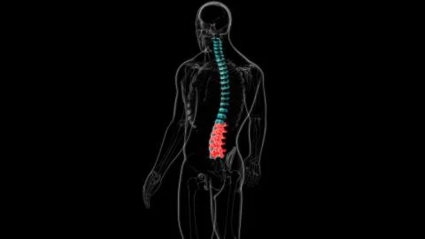 Human Skeleton Vertebral Column Lumbar Vertebrae Anatomy イラスト素材