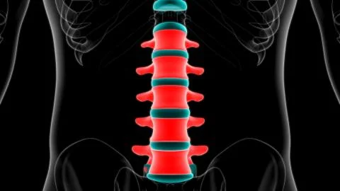 Human Skeleton Vertebral Column Lumbar Vertebrae Anatomy イラスト素材