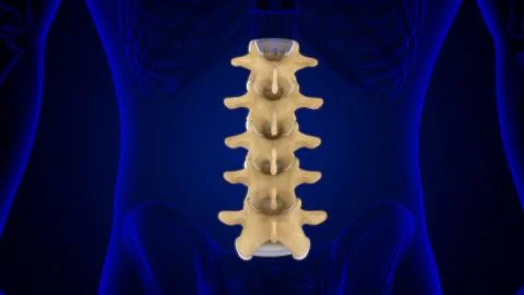 Human Skeleton Vertebral Column Lumbar Vertebrae Anatomy Ilustración de archivo