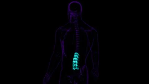 Human Skeleton Vertebral Column Lumbar Vertebrae Anatomy Stock Illustration