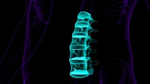 Human Skeleton Vertebral Column Lumbar Vertebrae Anatomy Ilustración de archivo