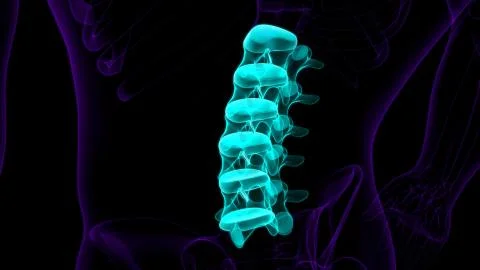 Human Skeleton Vertebral Column Lumbar Vertebrae Anatomy Ilustración de archivo
