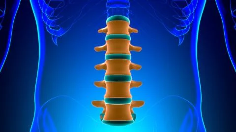 Human Skeleton Vertebral Column Lumbar Vertebrae Anatomy 스톡 일러스트