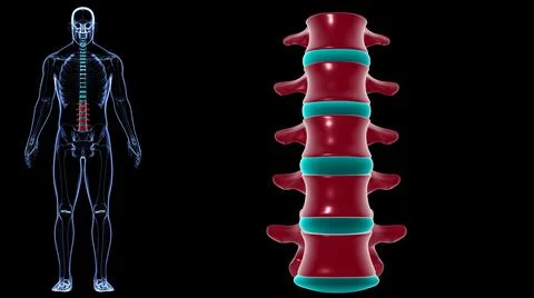 Human Skeleton Vertebral Column Lumbar Vertebrae Anatomy Stock Illustration