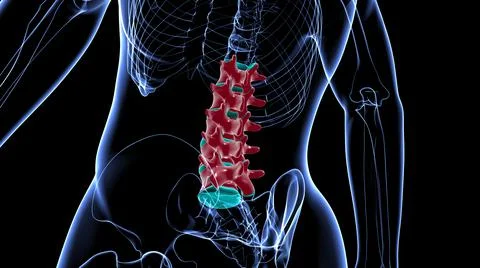 Human Skeleton Vertebral Column Lumbar Vertebrae Anatomy Stock Illustration