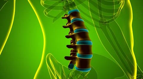 Human Skeleton Vertebral Column Lumbar Vertebrae Anatomy Stock Illustration