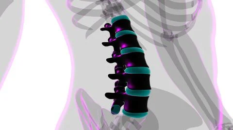 Human Skeleton Vertebral Column Lumbar Vertebrae Anatomy Illustrazione stock