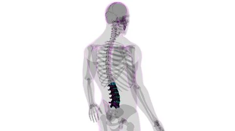 Human Skeleton Vertebral Column Lumbar Vertebrae Anatomy Stock Illustration
