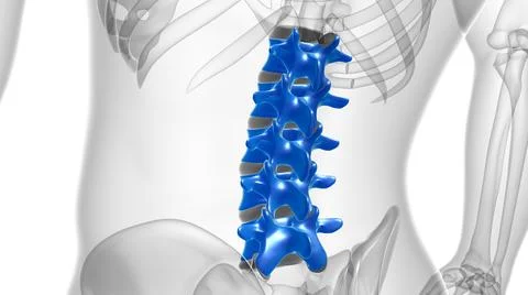 Human Skeleton Vertebral Column Lumbar Vertebrae Anatomy Stock Illustration