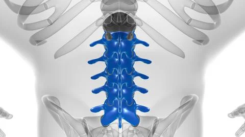 Human Skeleton Vertebral Column Lumbar Vertebrae Anatomy 스톡 일러스트