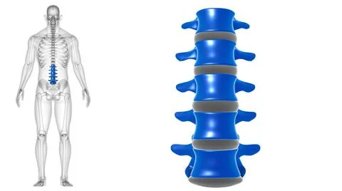 Human Skeleton Vertebral Column Lumbar Vertebrae Anatomy Stock Illustration