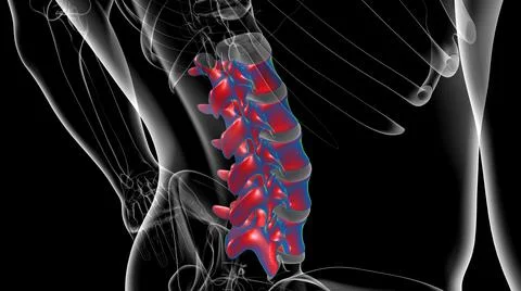 Human Skeleton Vertebral Column Lumbar Vertebrae Anatomy Stock Illustration