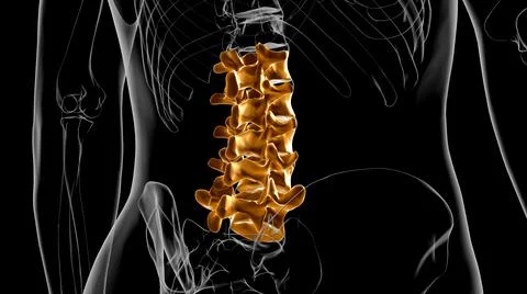 Human Skeleton Vertebral Column Lumbar Vertebrae Anatomy 3D Stock-Illustration