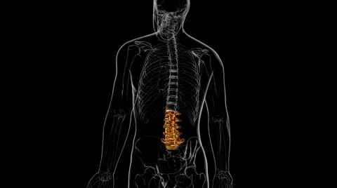 Human Skeleton Vertebral Column Lumbar Vertebrae Anatomy 3D Ilustración de archivo