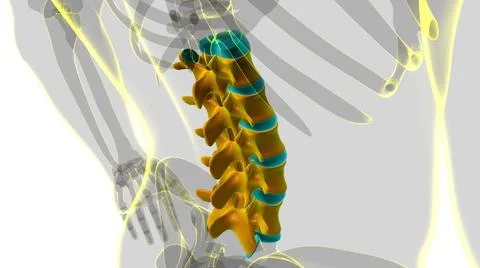 Human Skeleton Vertebral Column Lumbar Vertebrae Anatomy Stock Illustration