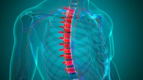 Human Skeleton Vertebral Column Thoracic Vertebrae Anatomy 库存插图