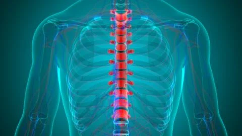 Human Skeleton Vertebral Column Thoracic Vertebrae Anatomy Illustrazione stock