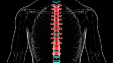 Human Skeleton Vertebral Column Thoracic Vertebrae Anatomy イラスト素材