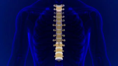 Human Skeleton Vertebral Column Thoracic Vertebrae Anatomy 库存插图
