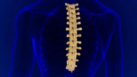 Human Skeleton Vertebral Column Thoracic Vertebrae Anatomy 库存插图