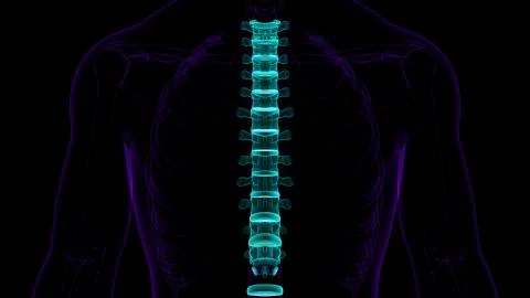 Human Skeleton Vertebral Column Thoracic Vertebrae Anatomy 库存插图