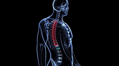 Human Skeleton Vertebral Column Thoracic Vertebrae Anatomy Stock Illustration
