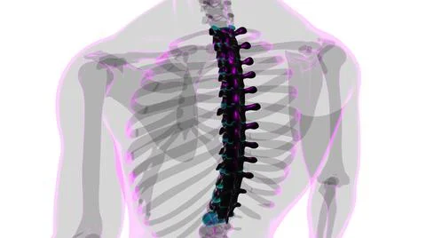 Human Skeleton Vertebral Column Thoracic Vertebrae Anatomy 스톡 일러스트