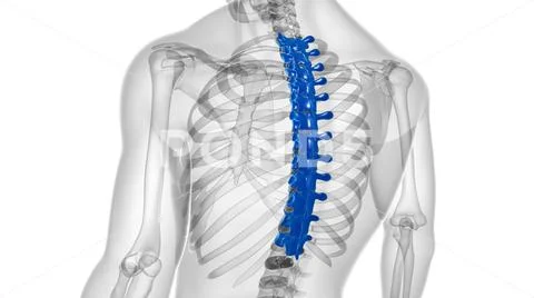 Human Skeleton Vertebral Column Thoracic Vertebrae Anatomy: Graphic ...