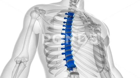 Human Skeleton Vertebral Column Thoracic Vertebrae Anatomy Illustration ...