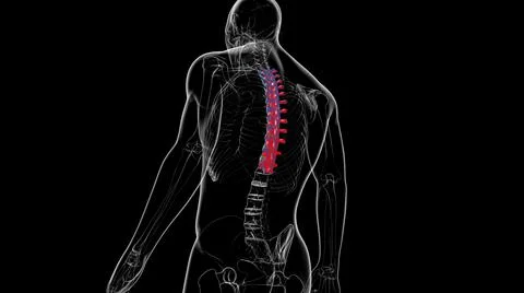 Human Skeleton Vertebral Column Thoracic Vertebrae Anatomy イラスト素材