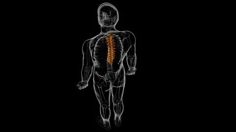 Human Skeleton Vertebral Column Thoracic Vertebrae Anatomy 3D Stock Illustration
