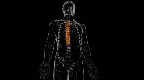 Human Skeleton Vertebral Column Thoracic Vertebrae Anatomy 3D 库存插图