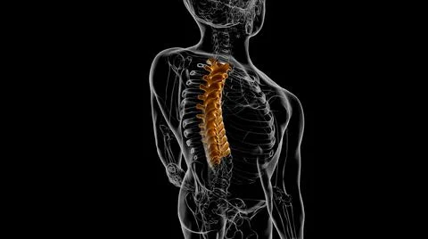 Human Skeleton Vertebral Column Thoracic Vertebrae Anatomy 3D Stock Illustration
