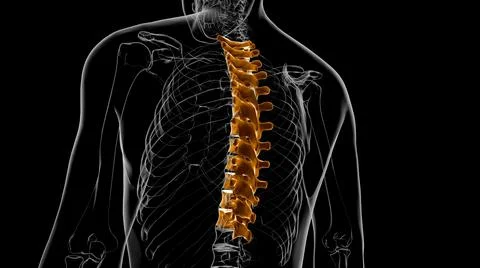 Human Skeleton Vertebral Column Thoracic Vertebrae Anatomy 3D Stock Illustration