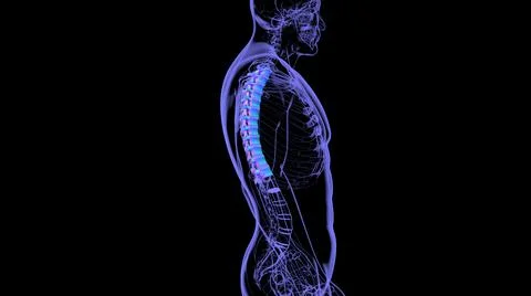 Human Skeleton Vertebral Column Thoracic Vertebrae Anatomy Stock Illustration